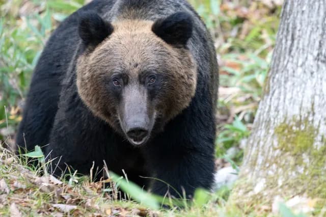 クマによる人身被害、過去最悪のペースに 多発する意外な理由とは?