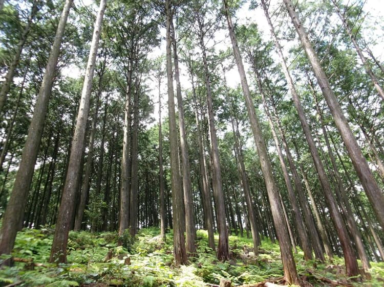 三重県尾鷲市、森林吸収プロジェクトがJ-クレジットに登録