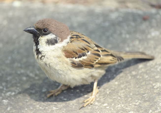 都内を飛び交う鳥類に見る、都市部における生態系の変化