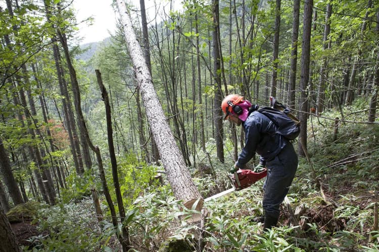 東京都、森林整備活動によるCO2吸収量を認定 リコーリースなど6団体に