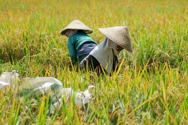 クボタら3社、フィリピンで水田由来のメタン排出削減へ 共同実証開始