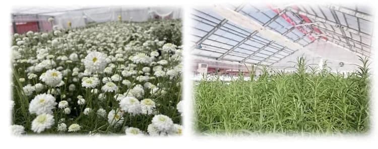 花王、佐賀市に回収CO2を活用した「循環型」植物工場が完成