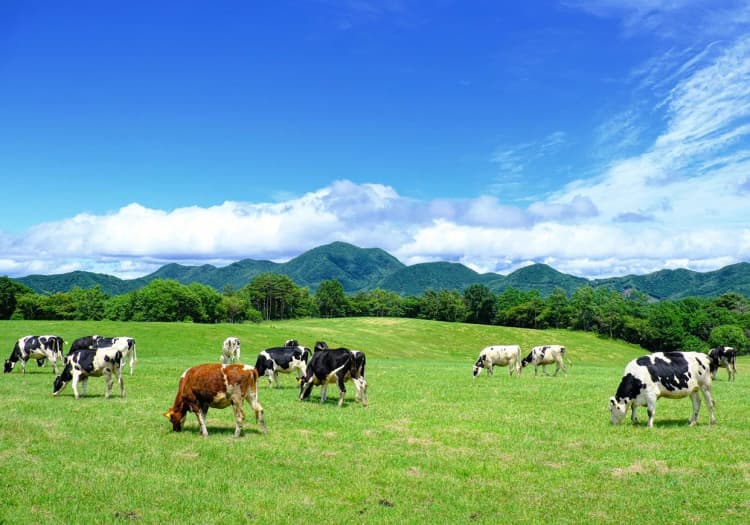 味の素、肉・乳用牛にアミノ酸剤活用でGHG削減と産業振興 鹿児島県と連携