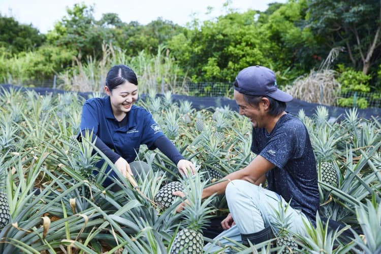星野リゾート、西表島ホテルで生ごみを堆肥にピーチパインを栽培