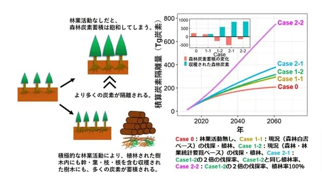 活発な林業活動は、森林による炭素隔離量を増加させる 静岡大学発表