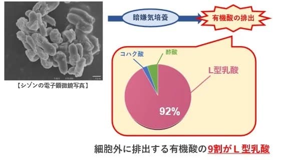 明治大学、紅藻で高効率な乳酸生産技術を開発 バイオプラ活用に期待