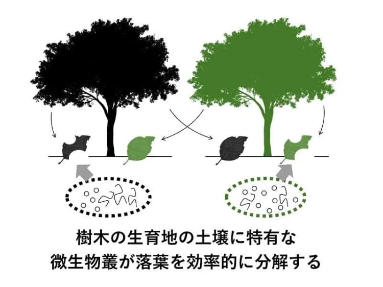 東大院らの研究、落葉分解が植物の生育地で効率的に行われる仕組みを解明