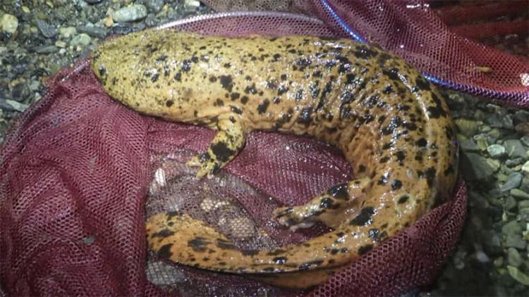 絶滅危惧種の爬虫両生類に起こっている「外来種問題」を深掘り