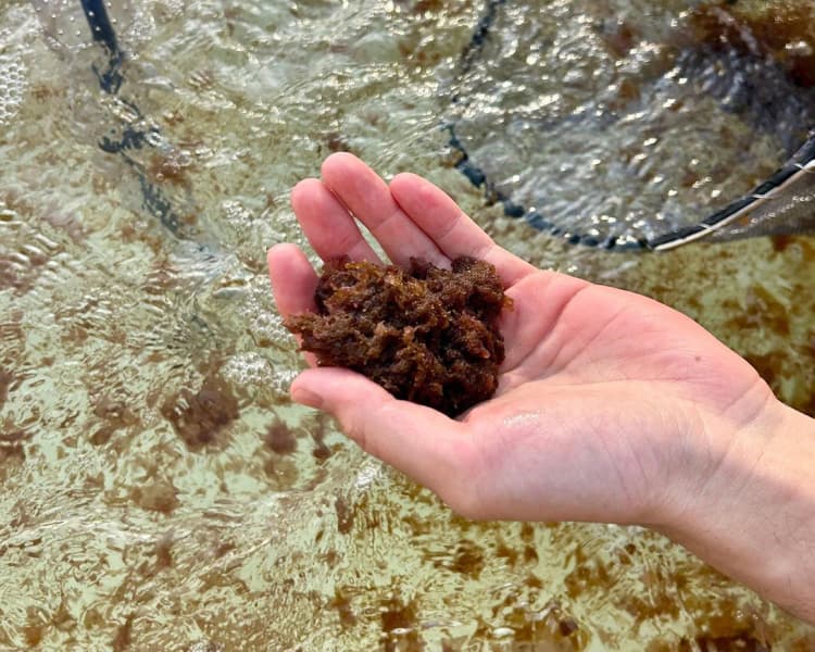海藻「カギケノリ」で牛のゲップによるメタンガス排出削減へ 3者で研究開始