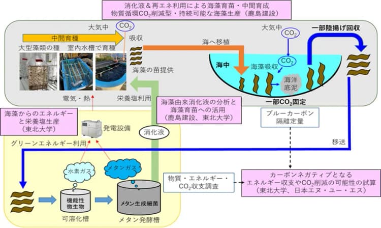 牛の胃の微生物と海藻を利用しブルーカーボン生態系創出へ 東北大と鹿島