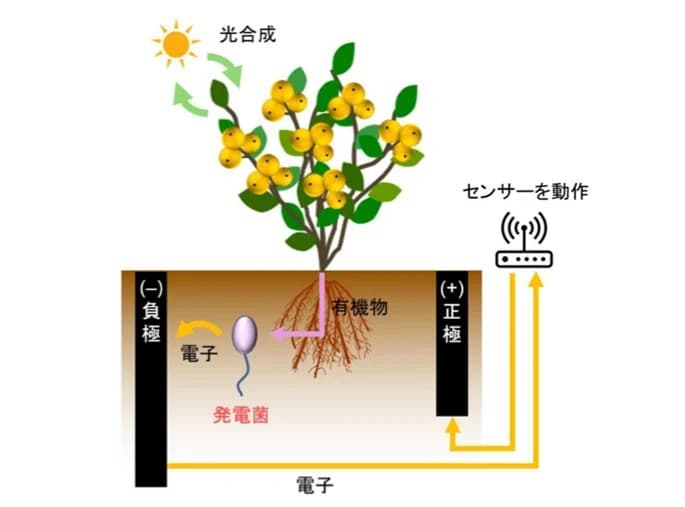 永続的に発電する微生物燃料電池の実証 東京農工大ら9月に開始