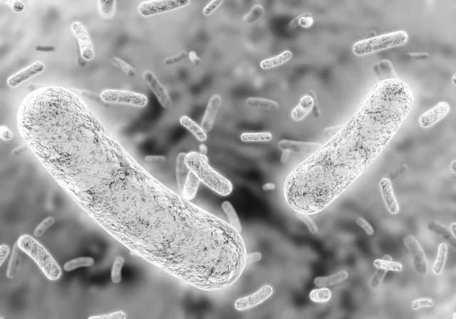 コムハム、生分解性プラスチックを短期間で分解する微生物を発見 特許取得