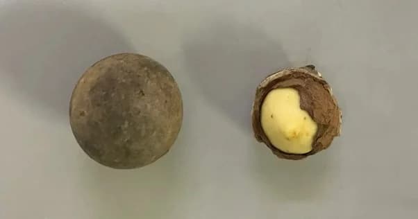 Jオイルミルズ、「食べられない植物」からSAF生成 国際規格適合を目指す