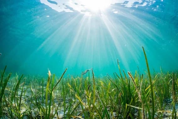 第2回「海の再生・ブルーインフラ賞」募集開始 海辺の環境改善活動を表彰