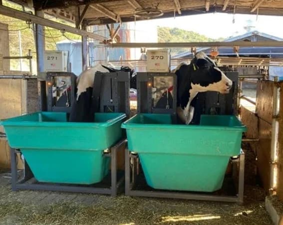 牛呼気メタンを「可視化」 フィード・ワンが低環境負荷の飼料開発へ