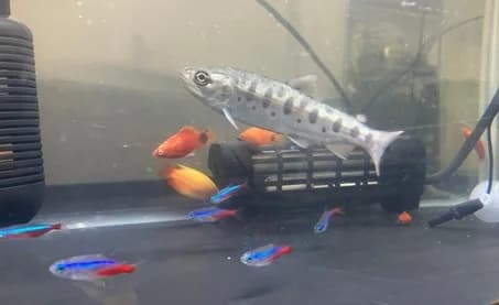 Smolt、22℃以上の高水温下で育成できるニジマスの品種開発
