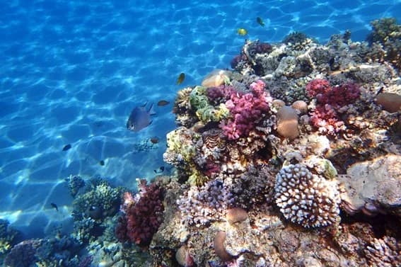 総合地球環境学研究所のPJ、サンゴがCO2固定に寄与していることを解明