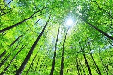 森林由来J-クレジット、創出から購入まで支援 地域創生Coデザインら