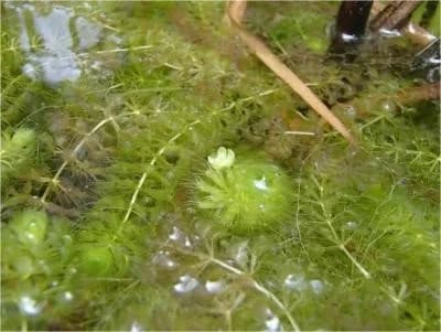 埼玉県、「レッドリスト2024 植物編」公開 「ムジナモ」野生復帰を報告