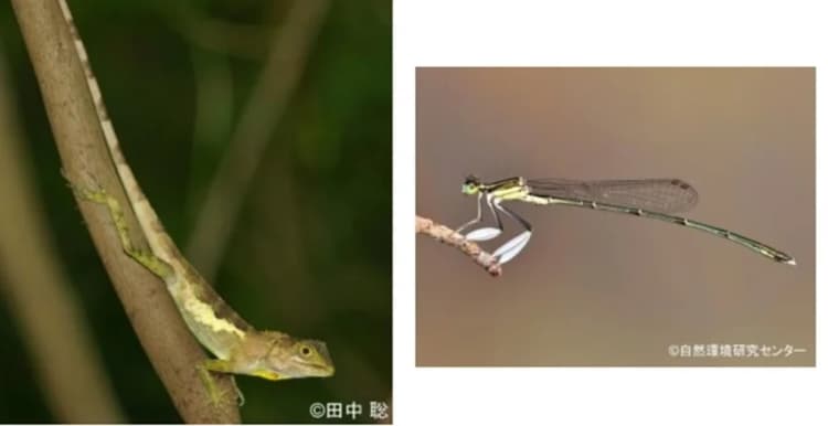 環境省、10種を国内希少野生動植物種に追加 種の保存法・政令を改正