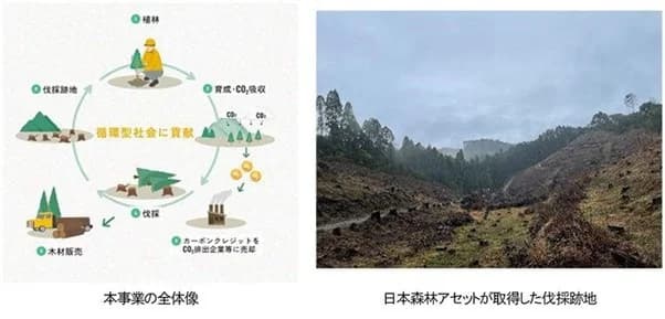 「林業×金融」で伐採跡地の造林再生を加速、住友林業と三井住友信託銀