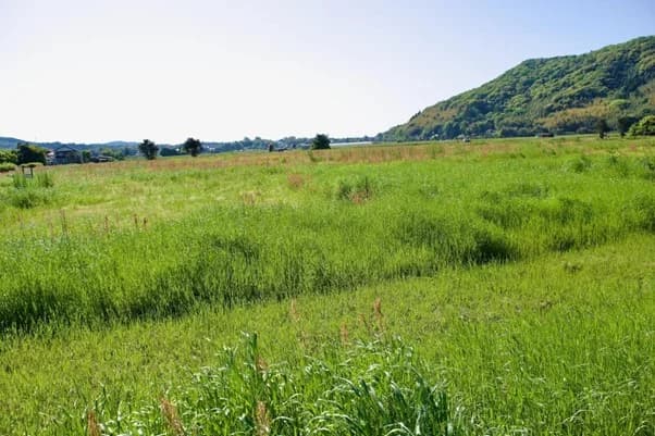 カシオ、鳥取県で生物多様性保全 県・地域団体と2月に協定