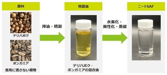 J-オイルミルズ、非可食植物のテリハボクとポンガミアからSAF生成に成功