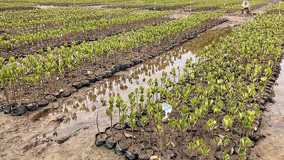 住友商事、アフリカでマングローブ植林由来カーボンクレジット事業に参入