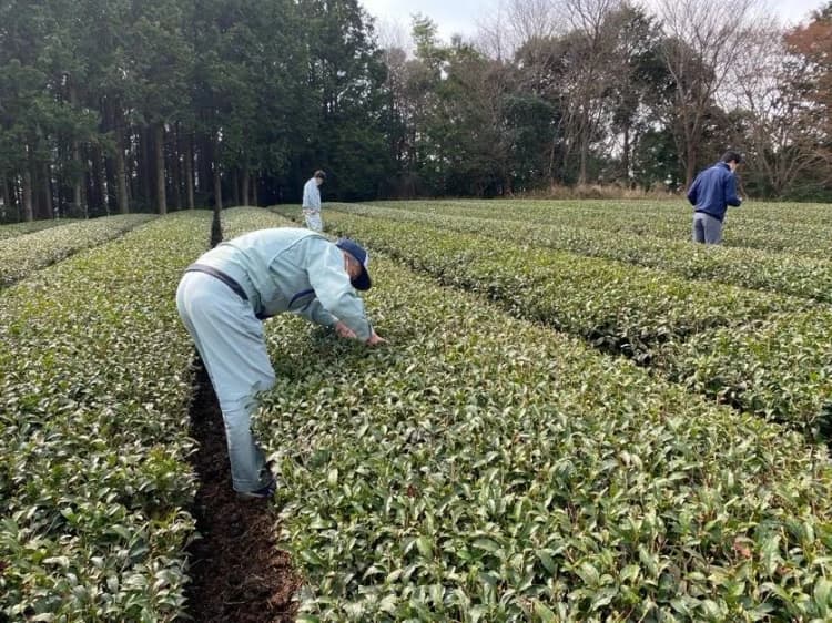 コカ・コーラと静岡県掛川市、持続可能な茶葉の生産率向上に向け研究開始