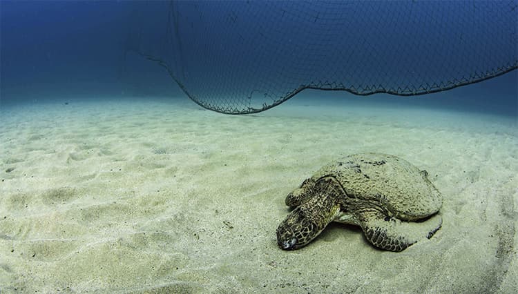写真が伝える気候変動の危機、定置網のそばで死んでいたウミガメ