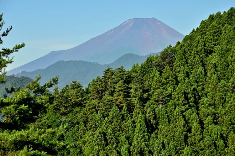 山梨県、国内最大規模のFSC認証林由来クレジット創出 三井物産と連携