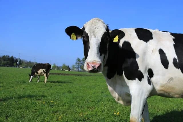 牛のゲップ中のメタンガスを8割削減する補助飼料開発 土壌微生物技術を活用
