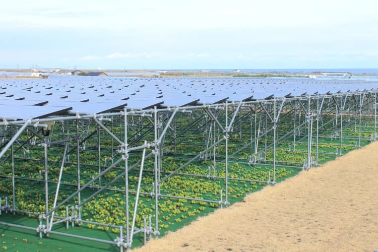 ヤンマー、新たな営農型太陽光発電事業を開始 持続可能な農業実現へ