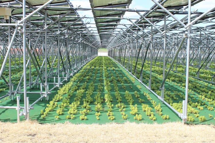営農型太陽光発電の理想形は? 農水省が標準化を検討