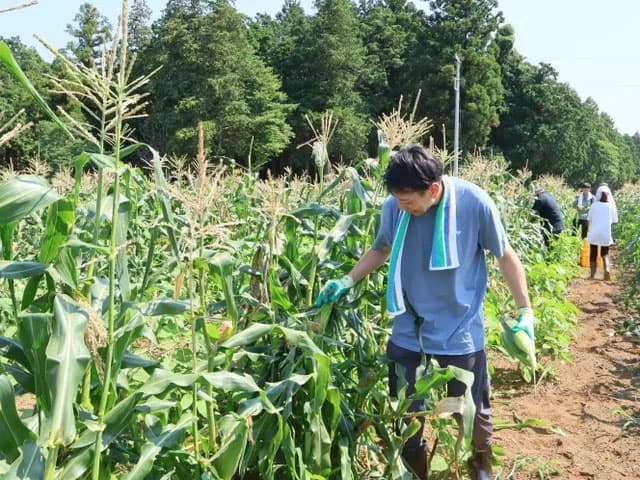 食品排水を堆肥化しトウモロコシ栽培、3000本寄贈 ジャパンフリトレー