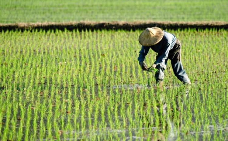 出光興産ら、フィリピンの水田に日本手法「間断灌漑」を導入 メタン削減へ