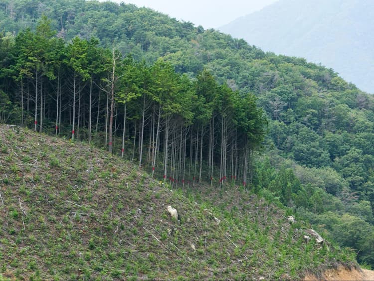 宮崎銀行ら、県内の森林を再造 カーボンクレジット創出・販売事業を始動