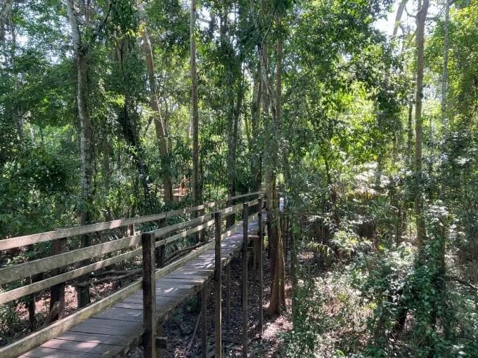 地球温暖化でアマゾン熱帯雨林が21世紀中に枯死へ 国立環境研などが予測
