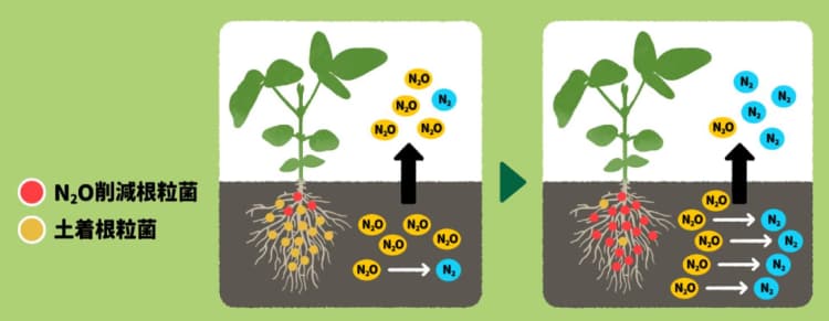 畑の温暖化ガス「N2O」を削減するダイズ・根粒菌共生系開発 東北大ら4者
