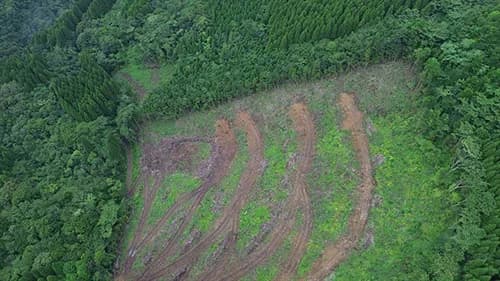 住友林業、鹿児島・錦江町で再造林率100%へ 行政・森林組合と包括協定