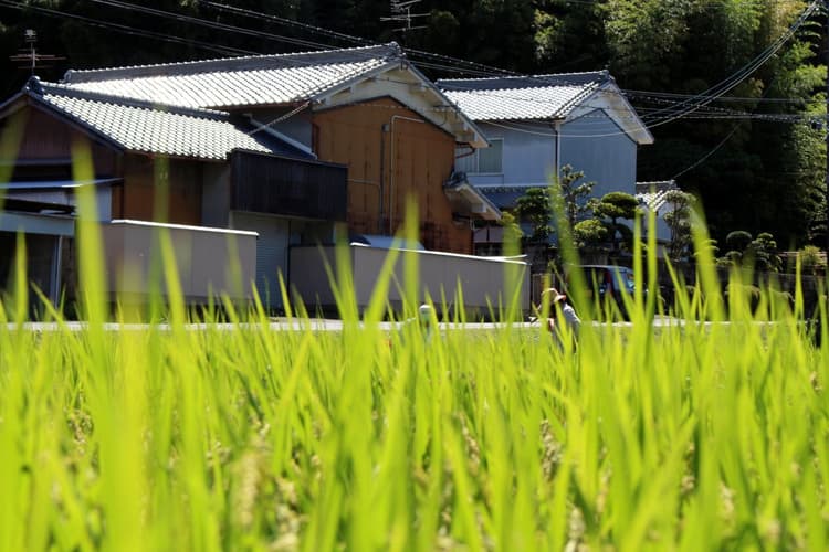 持続的な地方創成のカギは学生の農業・農村交流 農水省部会