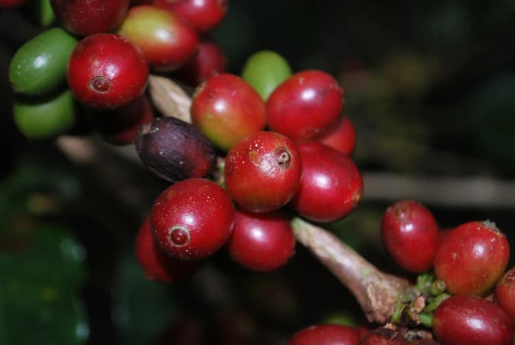 キリン、コーヒー果実由来の発酵素材で飲料製品を開発 環境負荷低減にも貢献