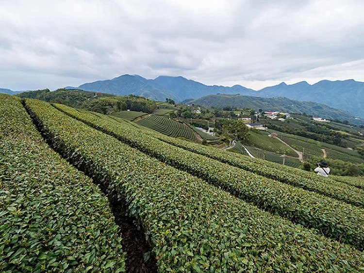 伊藤園、茶殻肥料による地域循環を埼玉県で開始 バイオ炭の農地施用実証も
