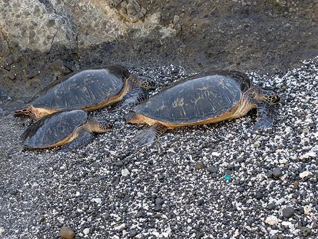 小笠原のウミガメ体内に大型プラ、「越境プラ」の可能性示唆 立正大ら調査