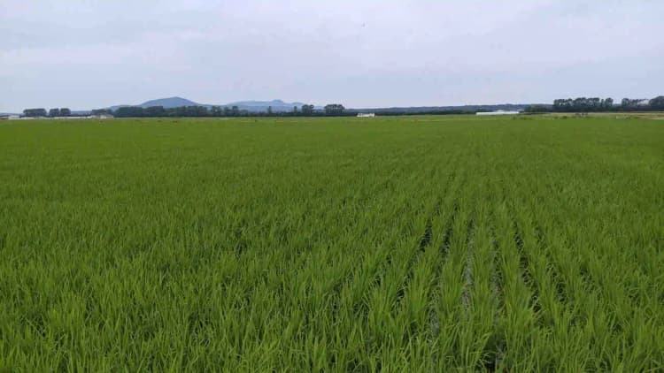 秋田県大潟村とフェイガー、J-クレジット創出で連携 循環型農業モデル確立