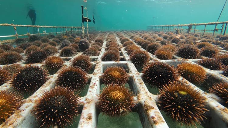 再エネと海洋再生を融合、「ブルーファクトリー」構想始動 ミツウロコ
