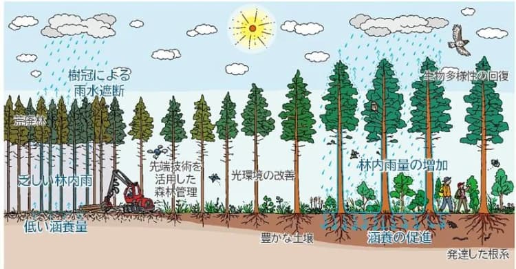 鹿島建設、森林の地下水涵養を高精度評価 間伐効果を定量化し熊本で活用へ