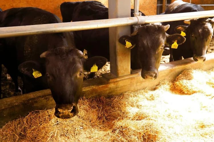 肉用牛の飼料変更でGHG排出を削減 J-クレジットで価値化へ、スターゼン