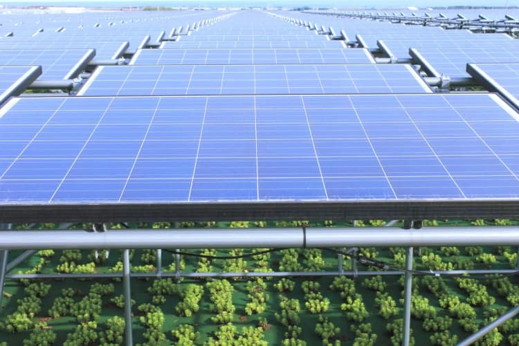 営農型太陽光発電で新たな提言、「市町村任せ」に警鐘 規制と推進の両立を