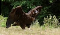 天狗伝説と環境異変 ニホンイヌワシという絶滅危惧種